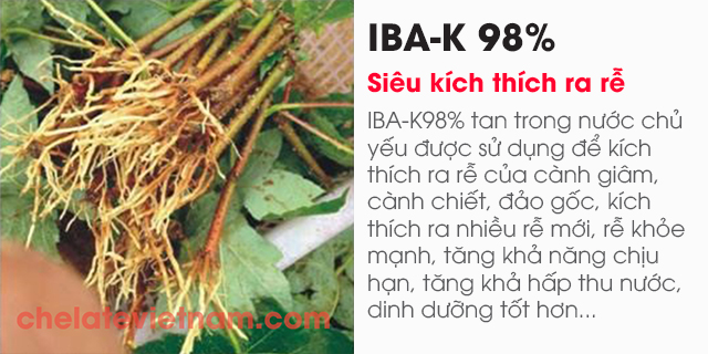 Bán chất siêu kích thích ra rễ Auxi IBA